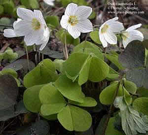 Фото Кислицы обыкновенной (Oxalis acetosella)