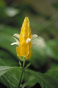 Фото Пахистахиса желтого (Pachystachys lutea)