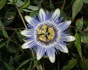 Фото Пассифлоры голубой (Passiflora caerulea)