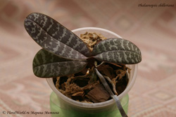 Phalaenopsis schilleriana