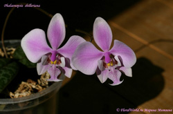 Phalaenopsis schilleriana