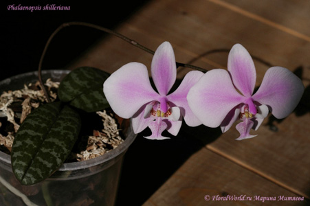 Фаленопсис Шиллера (Phalaenopsis_shilleriana)