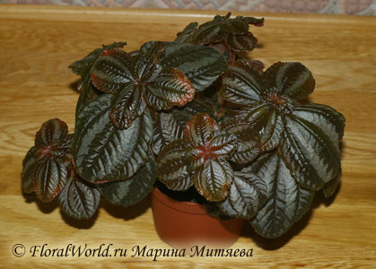 Пилея сорт Norfolk (Pilea 'Norfolk')