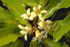 Фото Питтоспорума волнистого (Pittosporum undulatum)