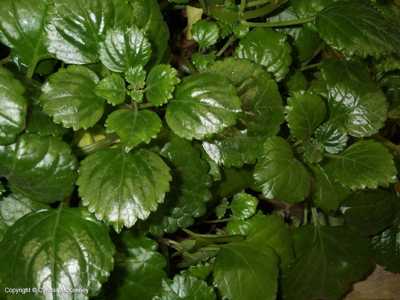 Фото Плектрантуса южного (Plectranthus australis R. Br.)