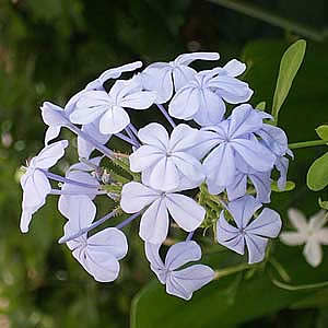 Плюмбаго ушковидное (Plumbago auriculata)