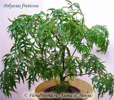 Polyscias fruticosa