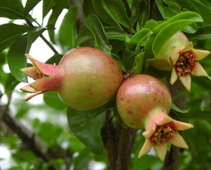 Фото Граната обыкновенного (Punica granatum)