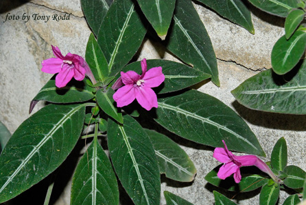 Руэллия Макояна, или Девоса (Ruellia makoyana (devosiana))