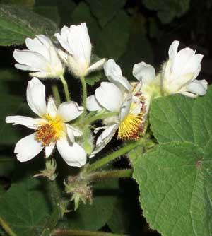 Фото Спармании (спаррмании) африканской (Sparmannia (Sparrmannia) africana)