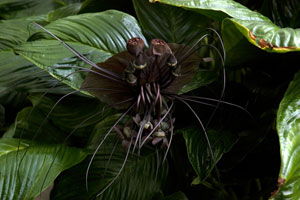 Такка Шантрье (Tacca chantrieri)