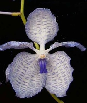 Фото Ванды голубой (Vanda coerulea)