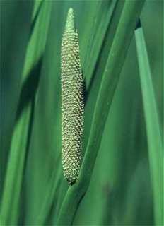 Фото Аир обыкновенный (болотный)(Acorus calamus L.)