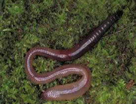Фото дождевого червя