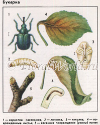 Букарка (Coenorrhinus pauxillus