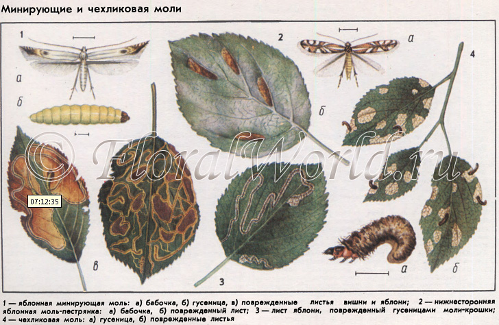 Минирщие и чехликовая моли