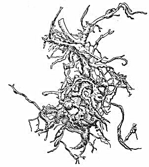 Изображение поврежденных корней корневыми нематодами