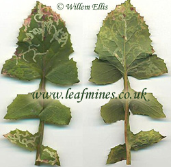 хризантемовый листовой минер (Phytomyza syngenesiae)