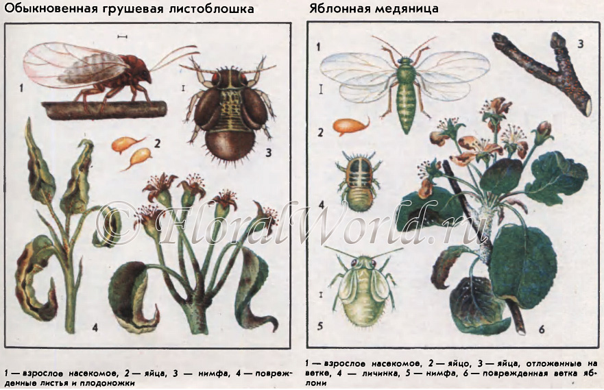 Медяницы, листоблошки — Psyllidae
