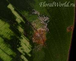 Фото повреждений трипсов на листе калатеи